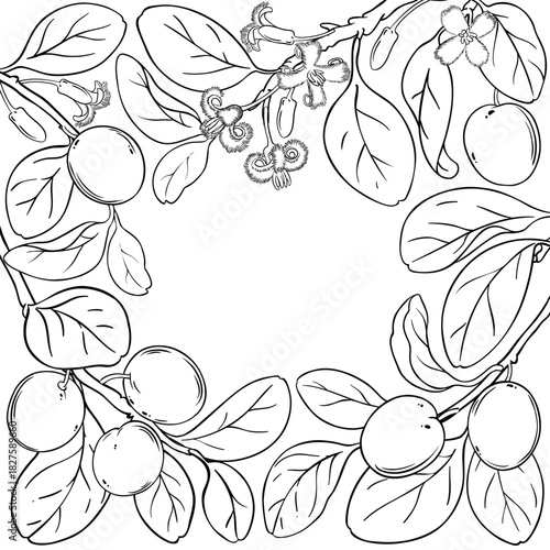 Ximenia Branch with Flowers, Berries and Leaves Outline Frame. Organic natural nutritional healthy food ingredient, vegetarian diet product. Vector isolated for design or decoration.