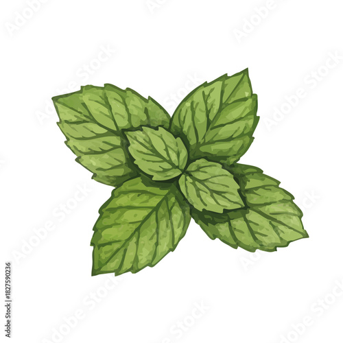 Vector watercolor mint / 水彩テイストのミントイラスト