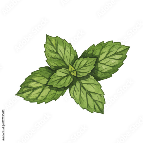 Vector watercolor mint / 水彩テイストのミントイラスト