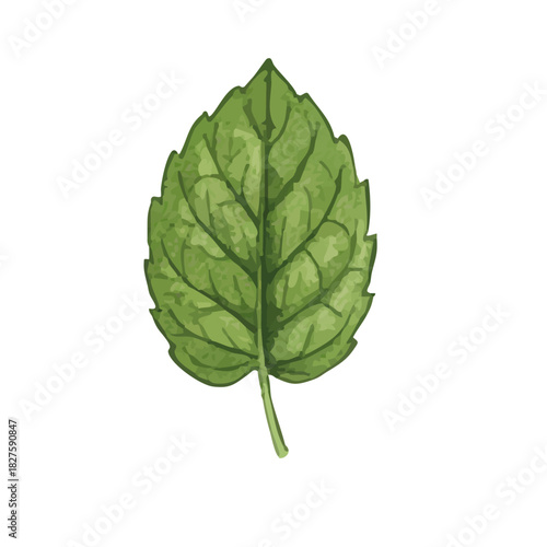 Vector watercolor mint / 水彩テイストのミントイラスト