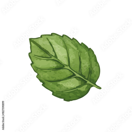 Vector watercolor mint / 水彩テイストのミントイラスト