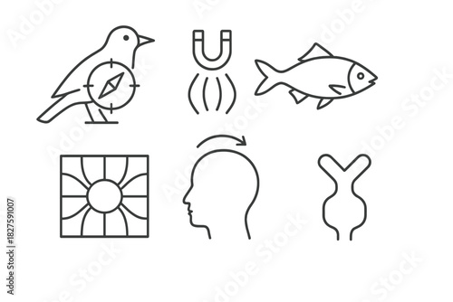 Animal Magnetoreception Icons. Line style icons of Animal Magnetoreception: migratory bird with compass overlay, fish with magneto