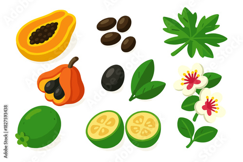 Tropical Fruit Icons. Isometric vector illustration set Tropical fruits – pawpaw half, pawpaw seeds, pawpaw leaf; ackee fruit,