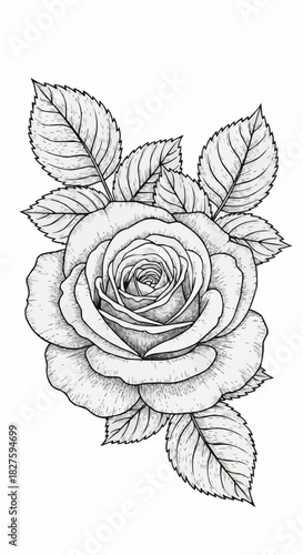 Elegant Rose Illustration - A Detailed Black and White Floral Design.