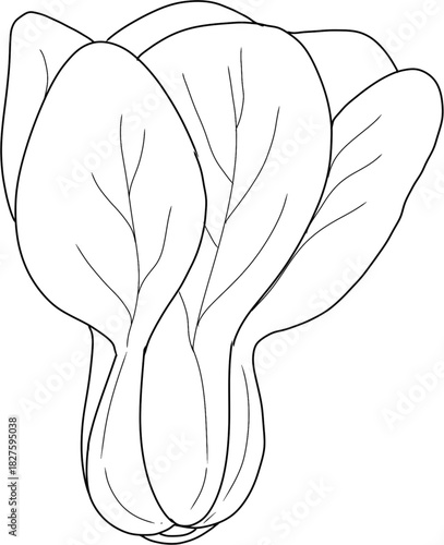 Bok Choy Line Art