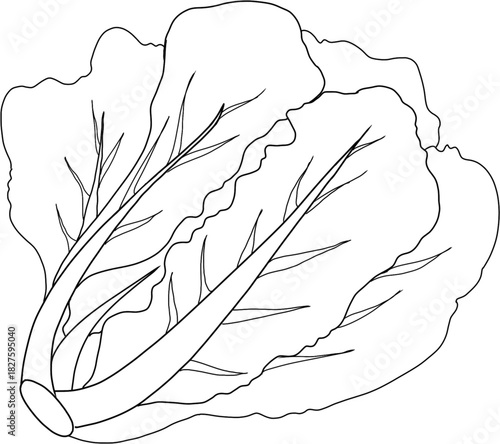 Lettuce Line Art Illustration