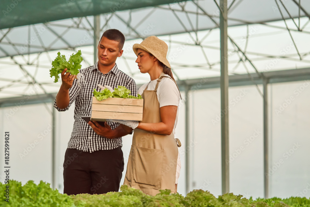 Obraz premium Group of workers talking about quality of organic vegetables, growned in hydroponic system. One is holding produce in hands another digital tablet for quality control