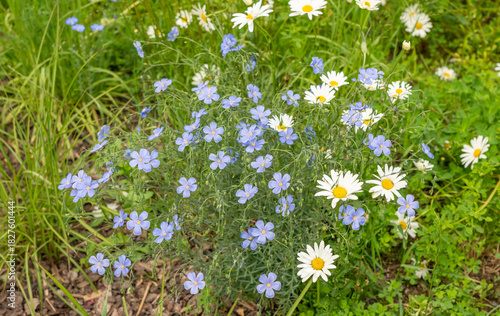 Blue flax or linum perenne flowers. Wild perennial flax on spring field