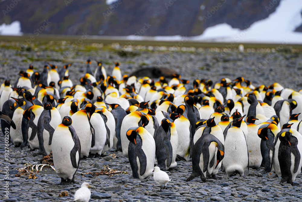 Obraz premium A massive group of king penguins crowds the rocky beach of South Georgia. Their bright yellow markings stand out against the gray stones and harsh subantarctic landscape.