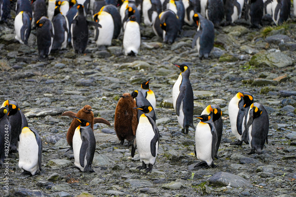 Obraz premium Fluffy brown king penguin chicks stand close to sleek black-and-white adults on the rocky ground of South Georgia. A charming glimpse of penguin family life in the subantarctic.