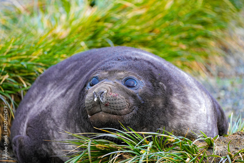 A curious young elephant seal pup peers out from the grass on South Georgia Island. Its wide eyes, rounded face and textured skin give it a strikingly endearing look.