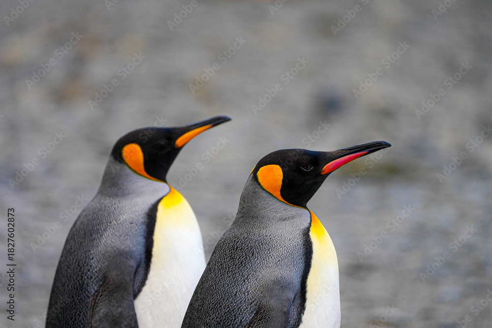 Fototapeta premium Close-up of two king penguins standing side by side on a stony beach in South Georgia.