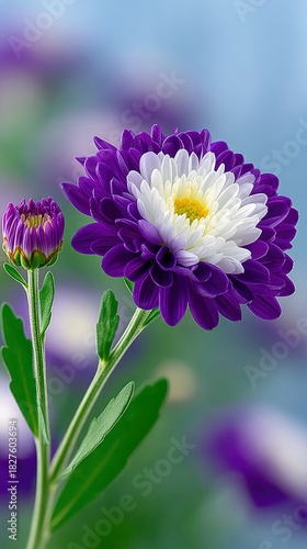 Close-up of a beautiful purple and white chrysanthemum flower with a bud, set against a blurred background.