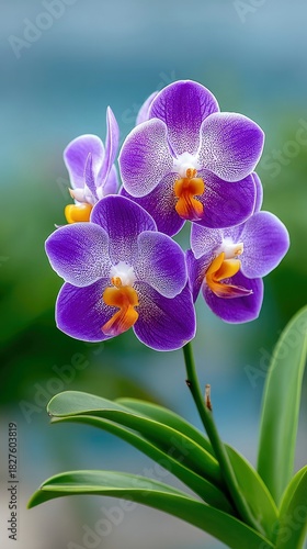 Close-up of a vibrant purple orchid in full bloom, showcasing its intricate details against a blurred green and blue backdrop.