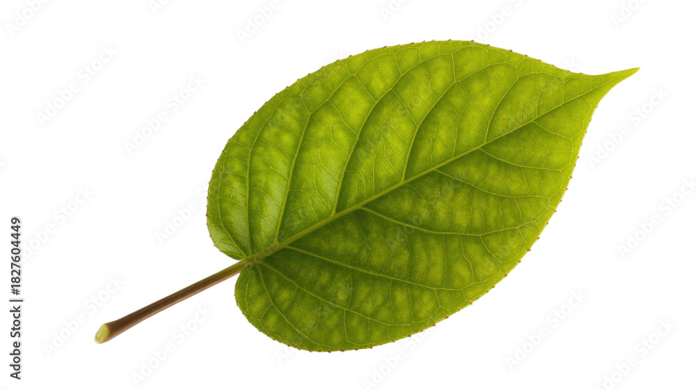Fototapeta premium A vibrant green leaf with intricate vein patterns, naturally backlit, showcasing its fresh, healthy texture on a plain transparent background. background removed