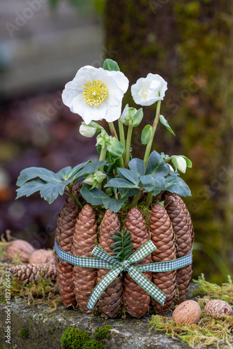 Christrose (Helleborus niger) im Übertopf aus Zapfen im Garten