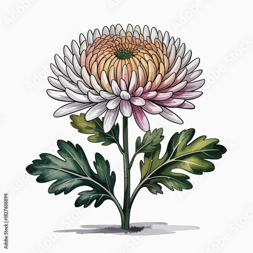 An elegant illustration of a fully blossomed chrysanthemum flower, showcasing its intricate petals and delicate beauty, symbolizing freshness, life, and the artistic splendor of nature.