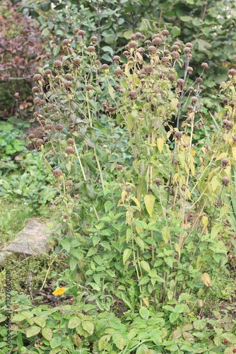 Monarda didyma plant with dry flower heads in autumn garden. Decorative bee balm is full of seeds for birds in winter.