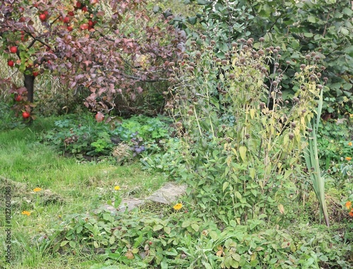 Monarda didyma plant with dry flower heads in autumn garden. Decorative bee balm is full of seeds for birds in winter.