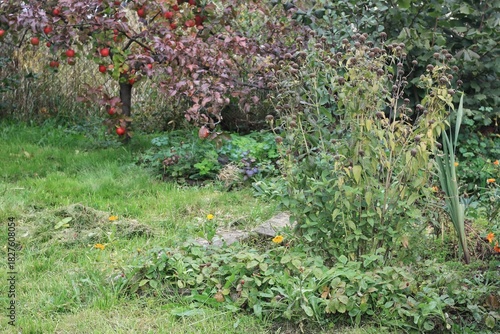 Monarda didyma plant with dry flower heads in autumn garden. Decorative bee balm is full of seeds for birds in winter.
