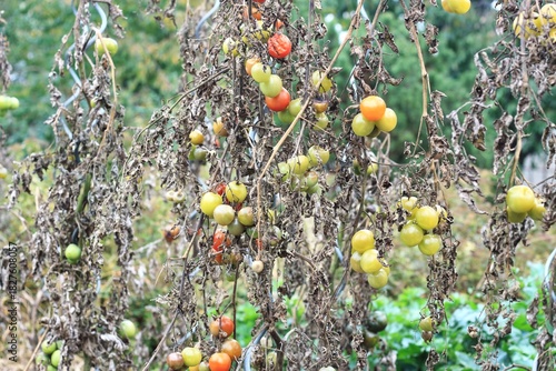 Late Blight of tomato, lat. Phytophthora infestans in late summer. Tomato plant and fruits affected by bacterial disease after rainy days in open soil.