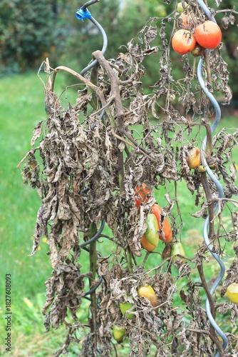 Late Blight of tomato, lat. Phytophthora infestans in late summer. Tomato plant and fruits affected by bacterial disease after rainy days in open soil.