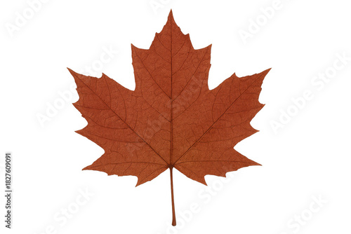 Wallpaper Mural Single dried red orange maple leaf isolated on transparent background symbolizing autumn season and canadian nature Torontodigital.ca