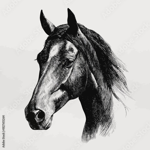 Hand drawn horse head silhouette.