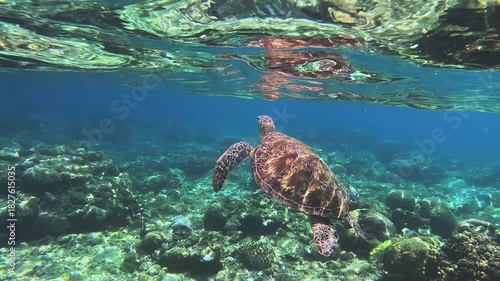A turtle gliding over green sea turtle breaking the water surface to breathe over vibrant coral reef, mirrored by the bright water surface reflection. Apo Island, Philippines