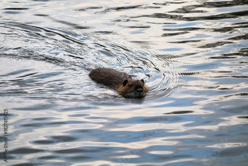 Animal sauvage nageant dans une rivière