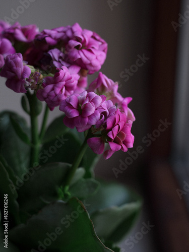 Close-up of vibrant pink kalanchoe flowers in soft natural light. The delicate petals of the kalanchoe bloom in shades of pink, creating a beautiful display of nature's artistry