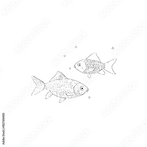 Two goldfish swimming in water line art drawing vector illustration for coloring book and design projects
