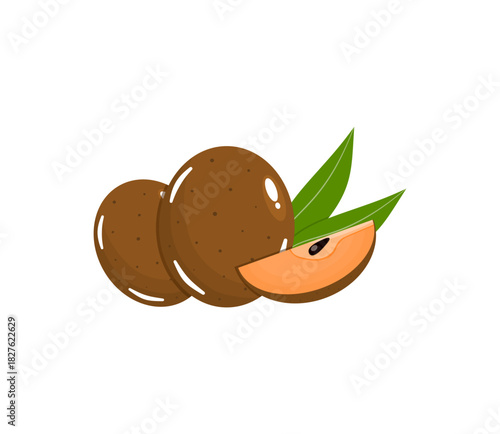 Sawo Fruit Vector Illustration with Sapodilla Cut Section for Tropical Food and Nature Themes