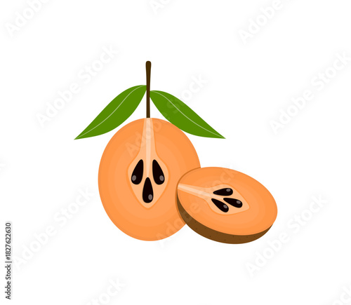 Sawo Fruit Vector Illustration with Sapodilla Cut Section for Tropical Food and Nature Themes