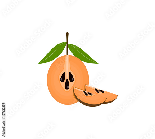 Sawo Fruit Vector Illustration with Sapodilla Cut Section for Tropical Food and Nature Themes