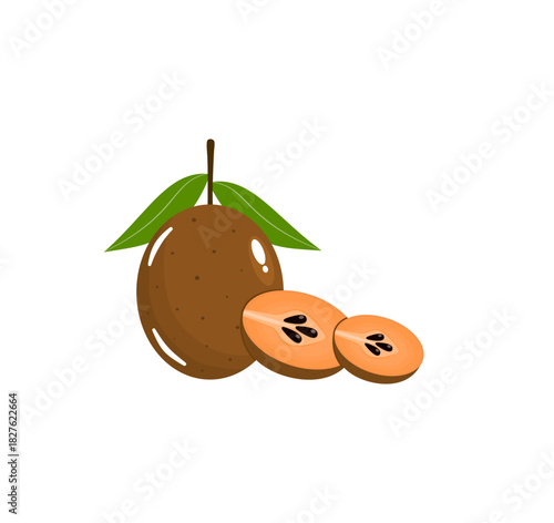 Sawo Fruit Vector Illustration with Sapodilla Cut Section for Tropical Food and Nature Themes