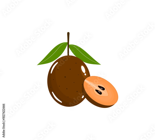Sawo Fruit Vector Illustration with Sapodilla Cut Section for Tropical Food and Nature Themes