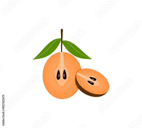 Sawo Fruit Vector Illustration with Sapodilla Cut Section for Tropical Food and Nature Themes