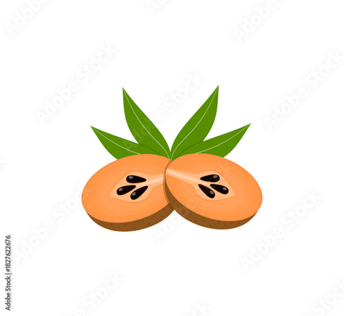 Sawo Fruit Vector Illustration with Sapodilla Cut Section for Tropical Food and Nature Themes