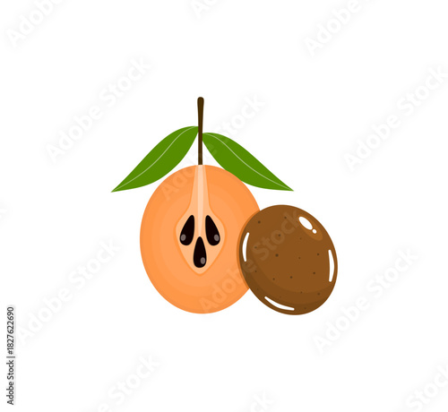Sawo Fruit Vector Illustration with Sapodilla Cut Section for Tropical Food and Nature Themes