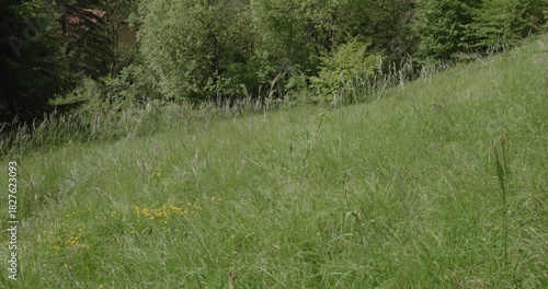 Enjoying the serene beauty of nature during a summer trip to Switzerland's lush landscapes and forests