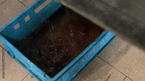 Water pouring into blue plastic crate