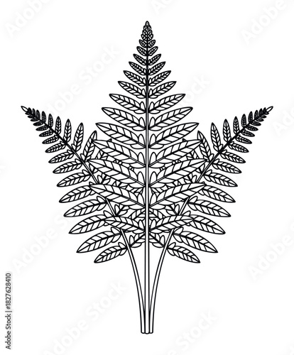 Elegant outline of a fern frond with detailed leaf veins, perfect for botanical graphics, naturethemed projects, and naturalistic visual branding applications.