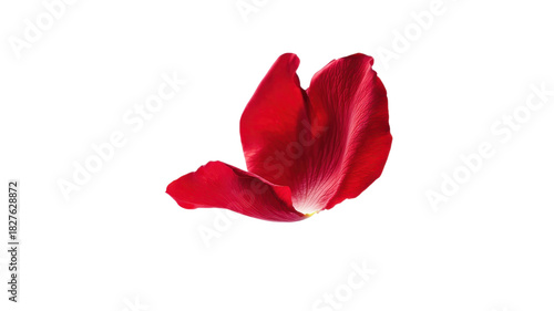 Bright red rose petal gracefully floating against a clean white background.