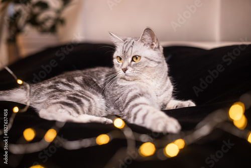 A gray, beautiful British shorthair cat on a blanket in a home environment with bokeh