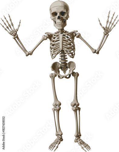 Human skeleton standing with raised arms, anatomical bone structure illustration, medical anatomy reference, educational skeletal model graphic for science and healthcare designs