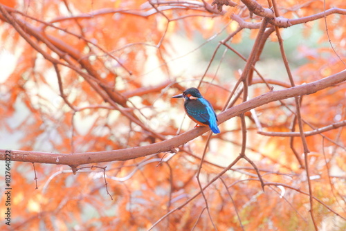 メタセコイアの紅葉とカワセミ