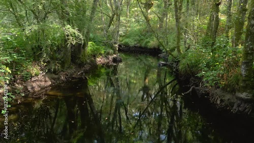 Trees Reflected Over Creek In The Nature Reserve In Castaños de Francos In Maceda, Province of Ourense, Spain. Dolly Shot