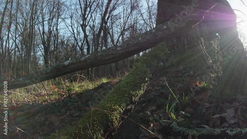 moving autumn landscape with trees and leaves in old natural forest, nature is cool series