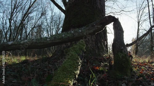 moving autumn landscape with trees and leaves in old natural forest, nature is cool series